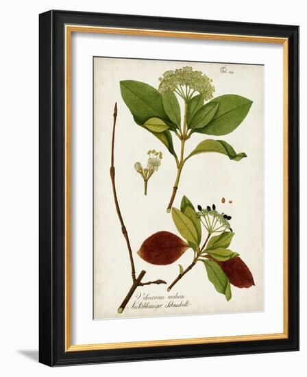 Antique Greenery II-Unknown-Framed Art Print