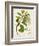 Antique Greenery III-Unknown-Framed Premium Giclee Print