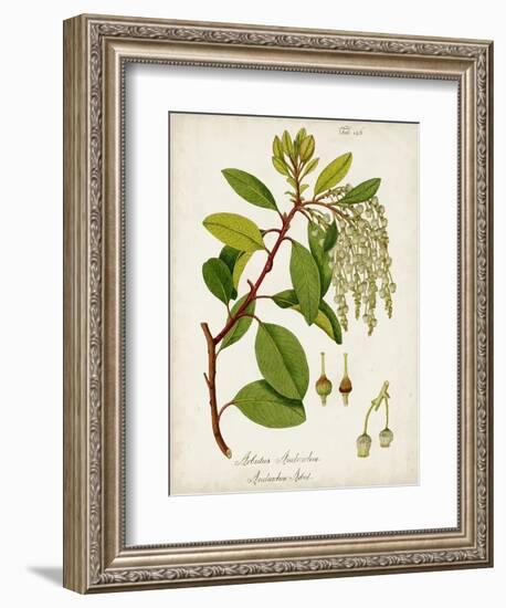 Antique Greenery III-Unknown-Framed Premium Giclee Print