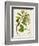 Antique Greenery III-Unknown-Framed Premium Giclee Print