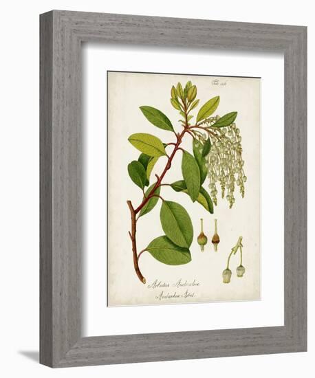 Antique Greenery III-Unknown-Framed Premium Giclee Print