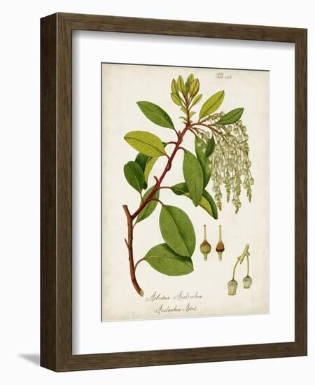 Antique Greenery III-Unknown-Framed Premium Giclee Print