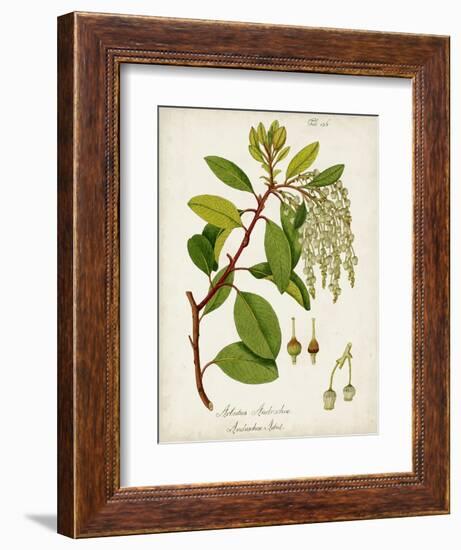 Antique Greenery III-Unknown-Framed Premium Giclee Print