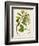 Antique Greenery III-Unknown-Framed Premium Giclee Print