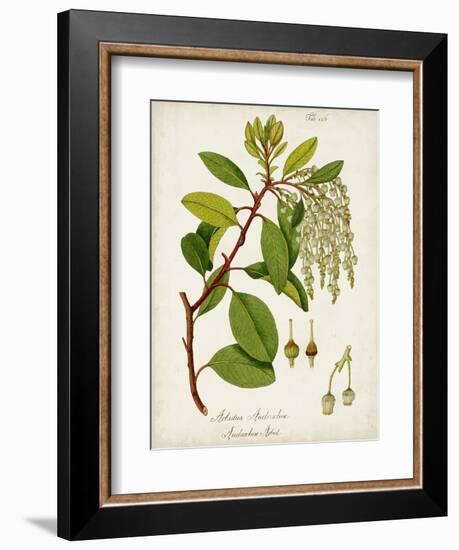 Antique Greenery III-Unknown-Framed Premium Giclee Print