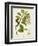 Antique Greenery III-Unknown-Framed Premium Giclee Print