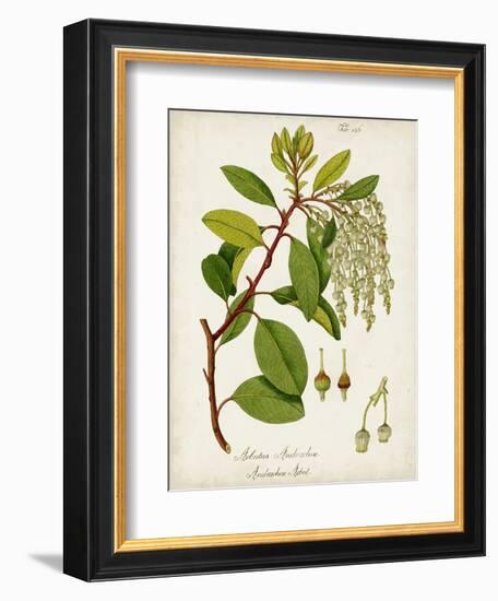 Antique Greenery III-Unknown-Framed Premium Giclee Print