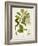 Antique Greenery III-Unknown-Framed Art Print