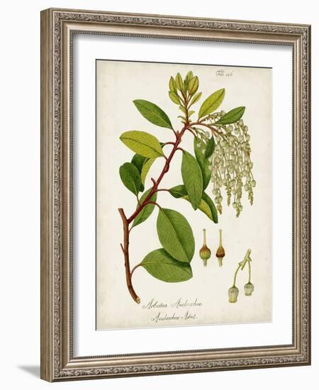 Antique Greenery III-Unknown-Framed Art Print