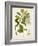 Antique Greenery III-Unknown-Framed Art Print