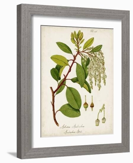 Antique Greenery III-Unknown-Framed Art Print