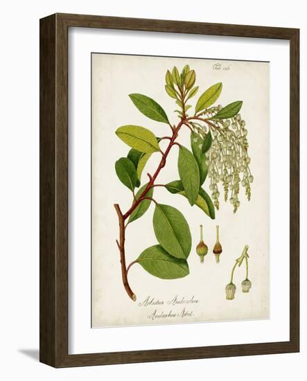 Antique Greenery III-Unknown-Framed Art Print