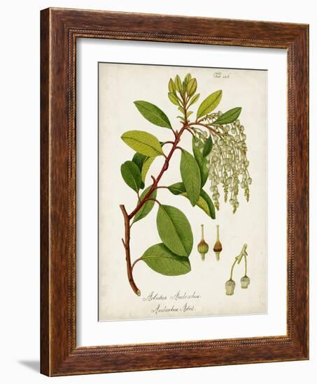 Antique Greenery III-Unknown-Framed Art Print