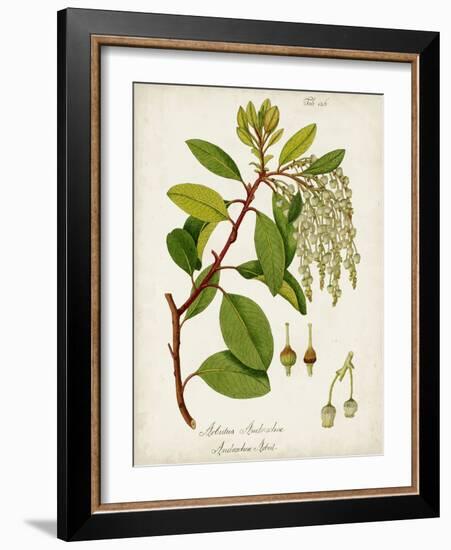 Antique Greenery III-Unknown-Framed Art Print