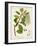 Antique Greenery III-Unknown-Framed Art Print