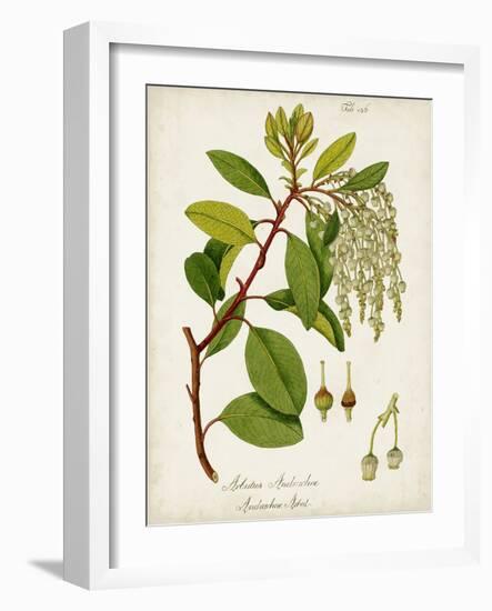 Antique Greenery III-Unknown-Framed Art Print