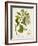 Antique Greenery III-Unknown-Framed Art Print