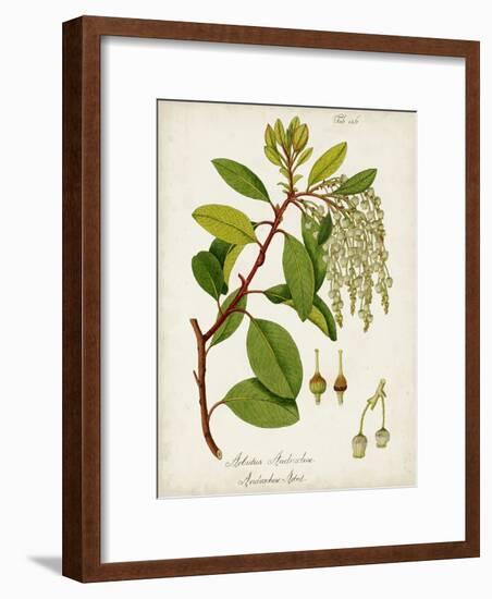 Antique Greenery III-Unknown-Framed Art Print