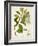 Antique Greenery III-Unknown-Framed Art Print