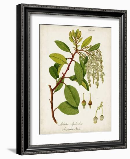 Antique Greenery III-Unknown-Framed Art Print