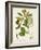 Antique Greenery III-Unknown-Framed Art Print