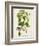 Antique Greenery IV-Unknown-Framed Premium Giclee Print