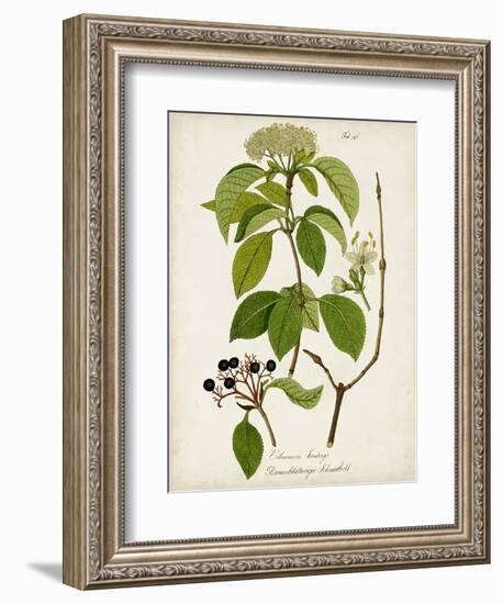 Antique Greenery IV-Unknown-Framed Premium Giclee Print