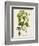 Antique Greenery IV-Unknown-Framed Premium Giclee Print