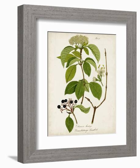 Antique Greenery IV-Unknown-Framed Premium Giclee Print