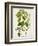 Antique Greenery IV-Unknown-Framed Premium Giclee Print