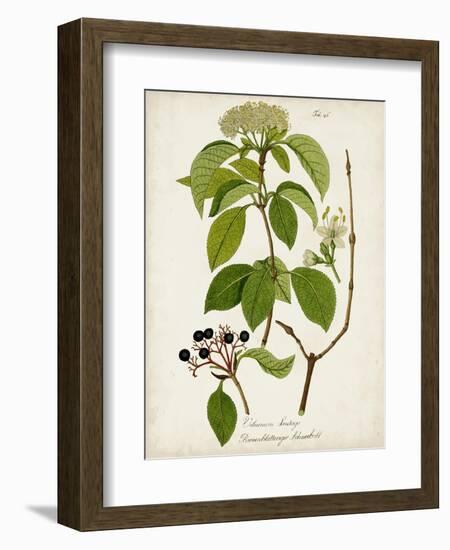 Antique Greenery IV-Unknown-Framed Premium Giclee Print