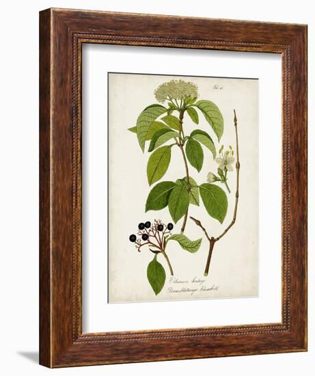 Antique Greenery IV-Unknown-Framed Premium Giclee Print
