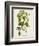 Antique Greenery IV-Unknown-Framed Premium Giclee Print