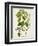 Antique Greenery IV-Unknown-Framed Premium Giclee Print