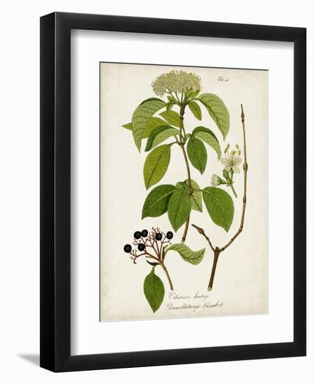 Antique Greenery IV-Unknown-Framed Premium Giclee Print