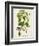 Antique Greenery IV-Unknown-Framed Premium Giclee Print