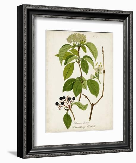 Antique Greenery IV-Unknown-Framed Premium Giclee Print