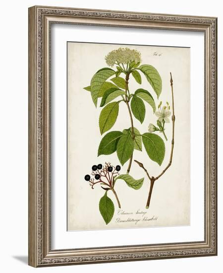 Antique Greenery IV-Unknown-Framed Art Print