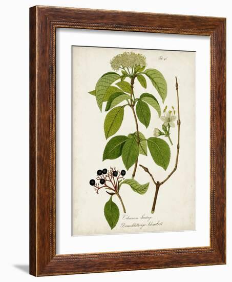 Antique Greenery IV-Unknown-Framed Art Print