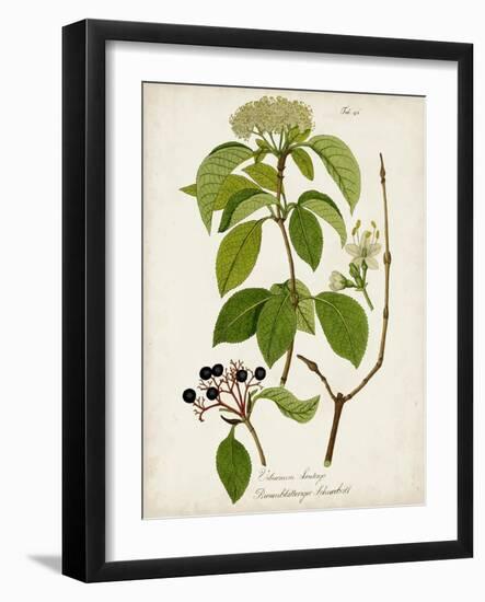 Antique Greenery IV-Unknown-Framed Art Print