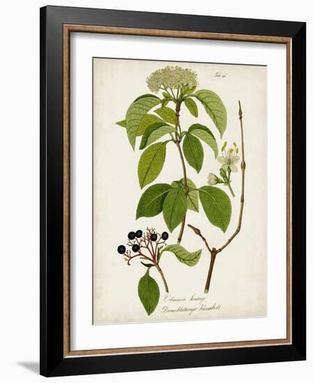 Antique Greenery IV-Unknown-Framed Art Print