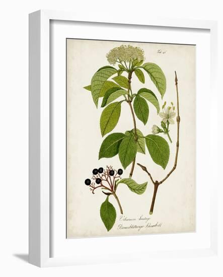 Antique Greenery IV-Unknown-Framed Art Print