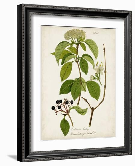 Antique Greenery IV-Unknown-Framed Art Print