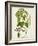 Antique Greenery IV-Unknown-Framed Art Print