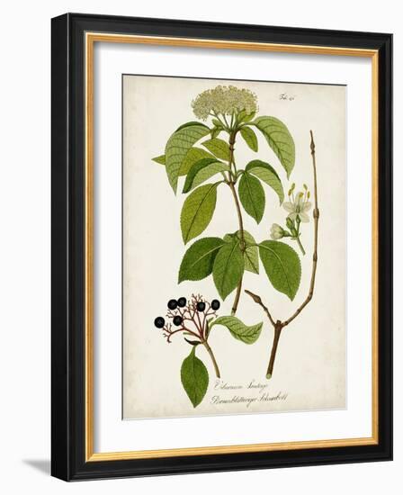 Antique Greenery IV-Unknown-Framed Art Print