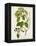 Antique Greenery IV-Unknown-Framed Stretched Canvas