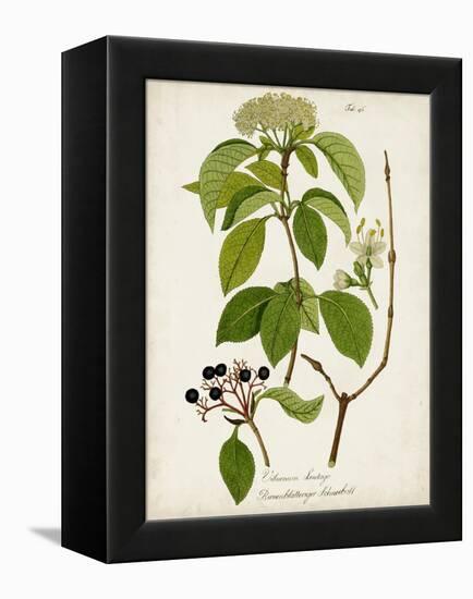 Antique Greenery IV-Unknown-Framed Stretched Canvas