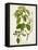 Antique Greenery IV-Unknown-Framed Stretched Canvas