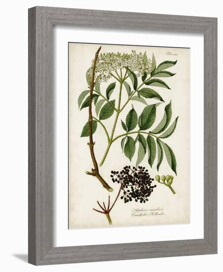 Antique Greenery V-Unknown-Framed Art Print