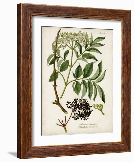 Antique Greenery V-Unknown-Framed Art Print